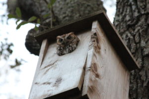 screech owl